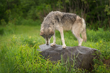 Naklejka premium Grey Wolf (Canis lupus) Looks Down at Rock
