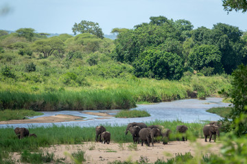 Fototapeta na wymiar Elefanten Herde an einem Fluss in Afrika beim Sandbad
