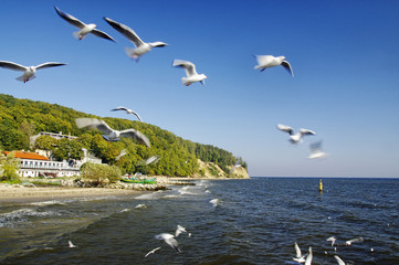 The seagulls fly over pier in Gdynia Orlowo, Poland