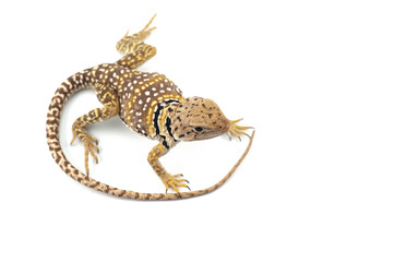 The common collared lizard isolated on white background
