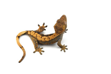 Fototapeta premium lizard gecko isolated on white background
