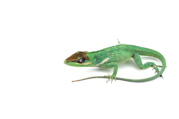 Knight Anole isolated on white background