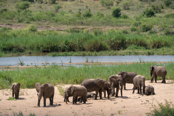 Elefanten Herde an einem Fluss in Afrika beim Sandbad