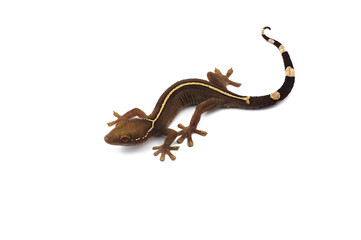 Lined gecko isolated on white background