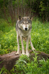 Grey Wolf (Canis lupus) About to Jump Off Rock