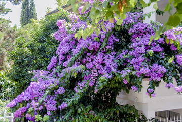 Fototapeta premium Istanbul, Turkey, 3 August 2012: Flowers at Buyukada, Princes Islands district of Istanbul