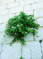 Capers, Capparis spinosa shrub that grows on the stone wall