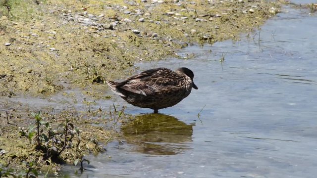 anatre sulle rive del lago si puliscono e si lavano con cura