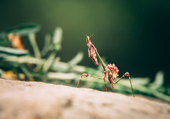  Praying mantis macro portrait on a rock. Hunting animal, waiting for prey