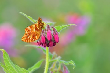 Boloria caucasica  134