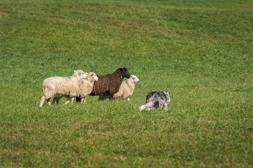 Naklejka na ściany i meble Stock Dog Near Group of Sheep (Ovis aries)