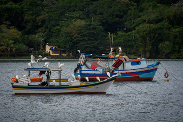 Fototapeta na wymiar Garças sobre os barcos de pesca