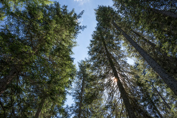 bosco visto dal basso