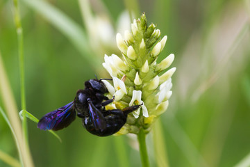 Xylocopa violacea, the violet carpenter bee on white fabaceae flowers