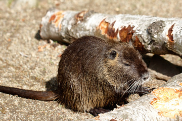 Full body of coypu nutria. Myocastor coypus, sitting near the rivershore