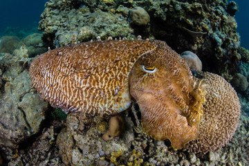 Camouflaged Broadclub Cuttlefish in Indonesia