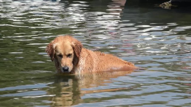 Cane della razza golden retriever seduto nell'acqua si gusta il bagno ed osserva i pesci