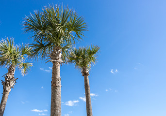 Three Palm Trees in a Blue Sky