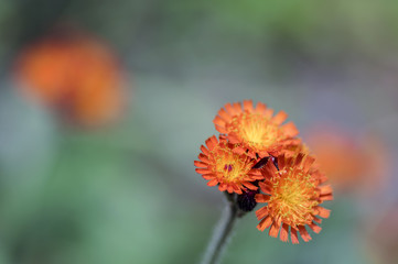 Orange Hawkweed flowers in bloom, wild ornamental flowering plants