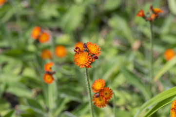 Orange Hawkweed flowers in bloom, wild ornamental flowering plants