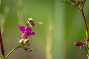 Bee - bombylius major on green background. Pollinate flower. Bee with long proboscis flies on a flower