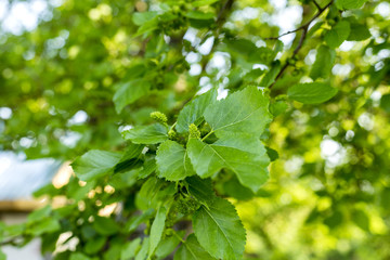 Fototapeta na wymiar mulberry on branches of a tree