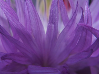 Close-up of petals of cornflower Bud. Purple flower petals.