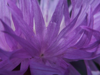 Close-up of petals of cornflower Bud. Purple flower petals.