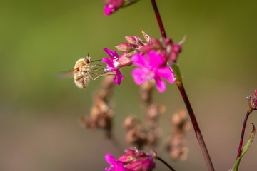 Bee - bombylius major on green background. Pollinate flower. Bee with long proboscis flies on a flower