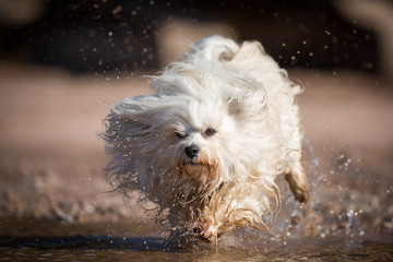 Wasser & Hund 