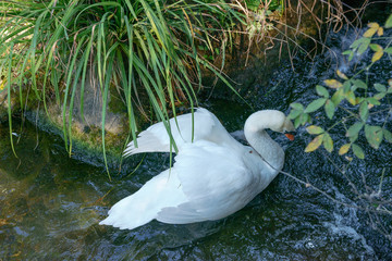 White swan is in the stream of little creek.