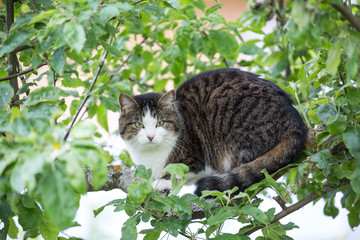 Katze auf einem Baum