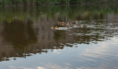 Wild duck with ducklings floating in the river
