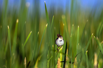 A Male Marsh Wren perches on a cattail at dawn in Alamosa National Wildlife Refuge in southern Colorado
