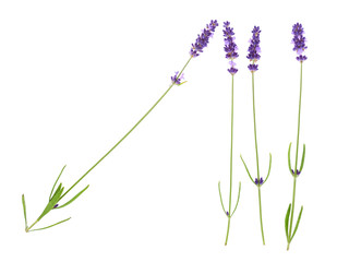 Lavender flowers isolated on white background.