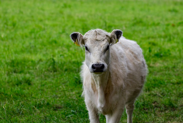 white cow standing in a field and looks into the camera