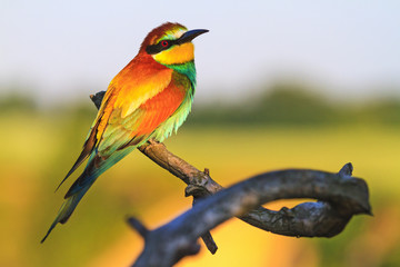 Wild bird sitting on a branch with patterns