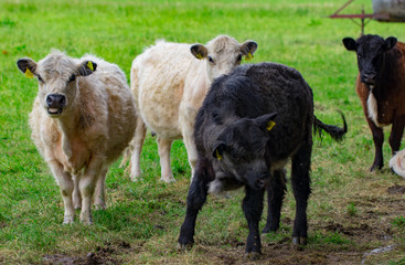 Obraz premium A herd of cows on a green field