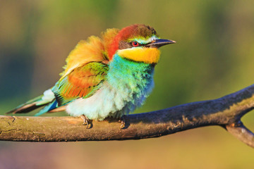 beautiful wild bird with colored feathers
