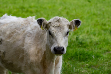 white cow standing in a field and looks into the camera