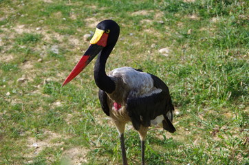 Jabiru d'afrique