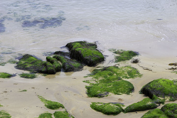Mossy rocks and sand at sea shore