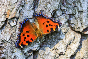 butterfly colored and fragile sitting on a rough, dry texture