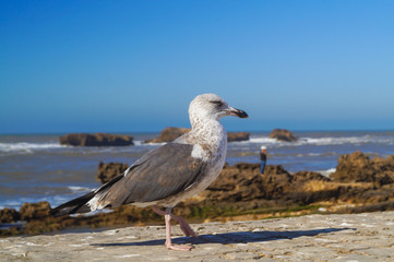 Black-browedalbatross sits on a parapet against the background of the Atlantic Ocean