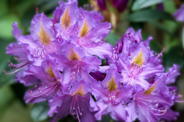 Wild beautiful flowers on yellow - green blured background - closeup