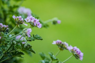 Wild beautiful flowers on yellow - green blured background - closeup