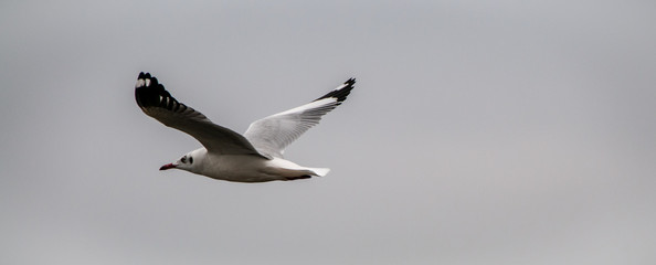 Seagull in flight on Inle Lake