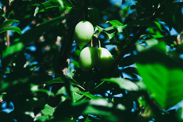 Plum tree with green juicy fruits on sunset light