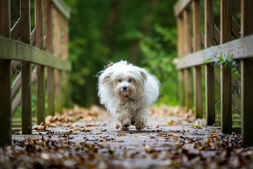 Mein hund kommt zu mir