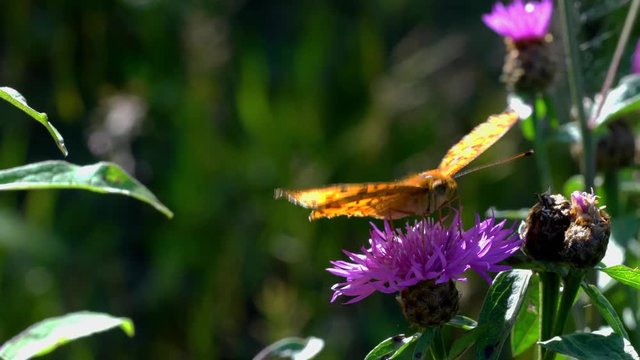 Butterfly on wildflower - (4K)